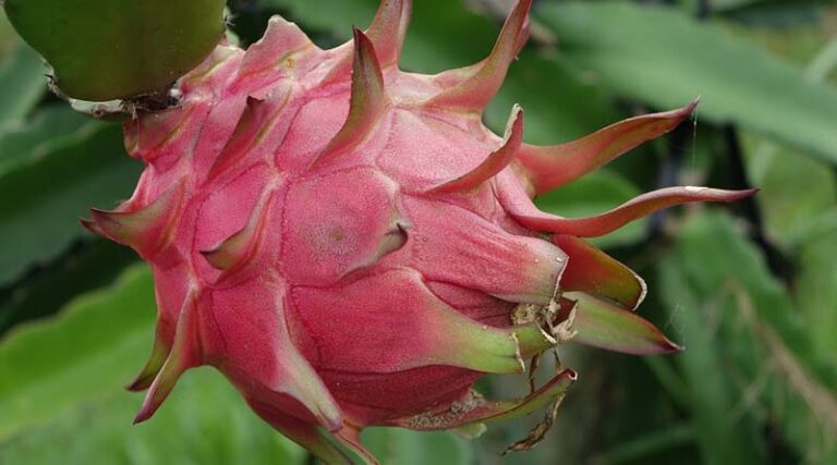 Three Centers of Excellence for Horticultural crops approved under MIDH