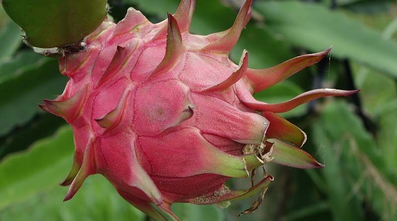 Three Centers of Excellence for Horticultural crops approved under MIDH