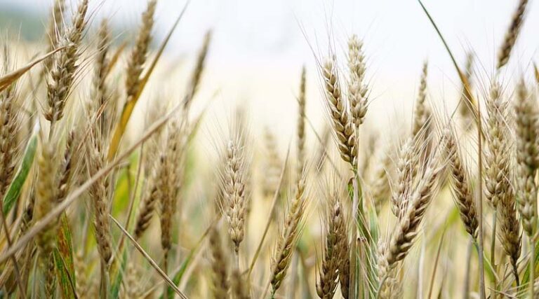 Wheat production for 2022-23 estimated at 112 million tonnes