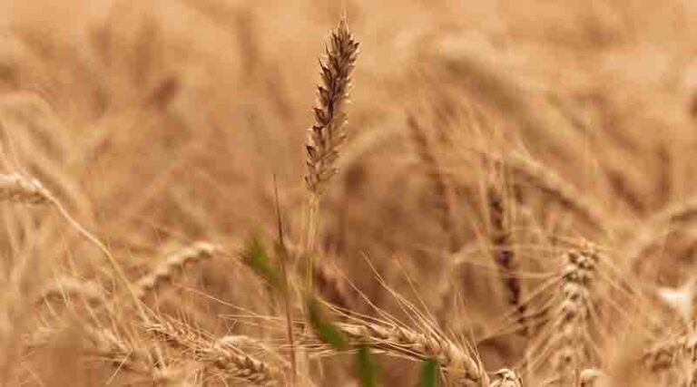 Temperature as high as 350C not going to impact wheat yield adversely: Union Agriculture Minister
