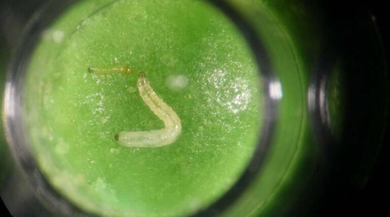New binary toxins found in fight against devastating western corn rootworm pest