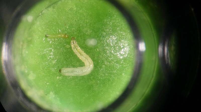 New binary toxins found in fight against devastating western corn rootworm pest