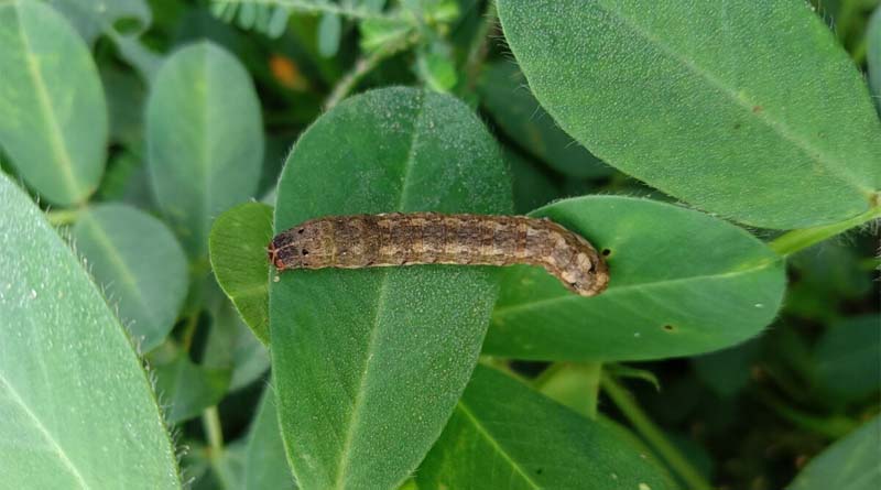 tobacco caterpillar in soybean Taro caterpillar outbreak in central India