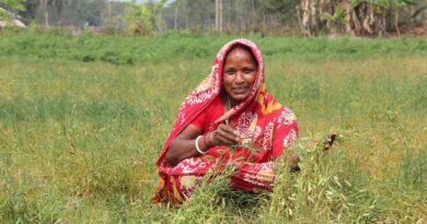Wild relatives add significant agronomic improvement and disease resistance to lentils