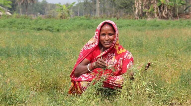 Wild relatives add significant agronomic improvement and disease resistance to lentils