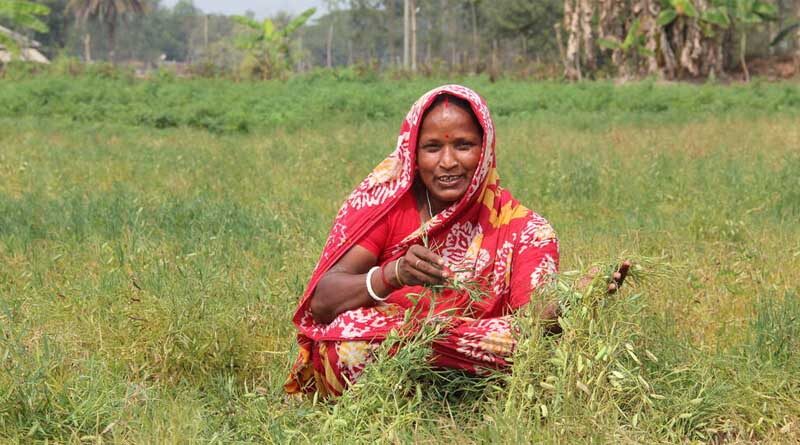 Wild relatives add significant agronomic improvement and disease resistance to lentils