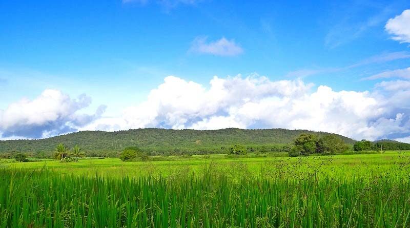 Flood/Drought Tolerant Seeds developed by ICAR