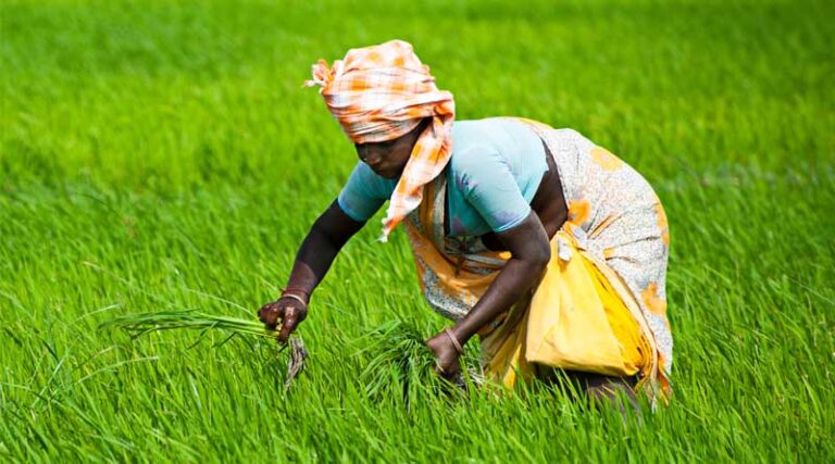 97.7% of the pesticide samples tested in India meet stringent quality specifications: CCFI