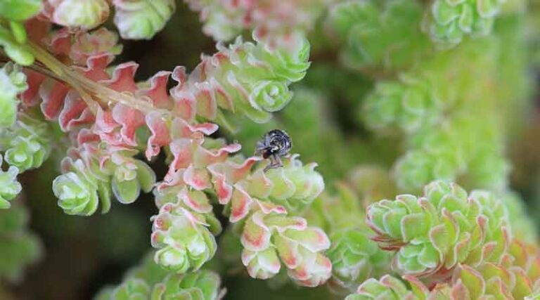 Could better awareness increase the uptake of weed biocontrol in Europe?