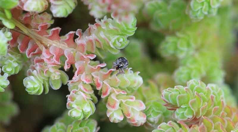 Could better awareness increase the uptake of weed biocontrol in Europe?