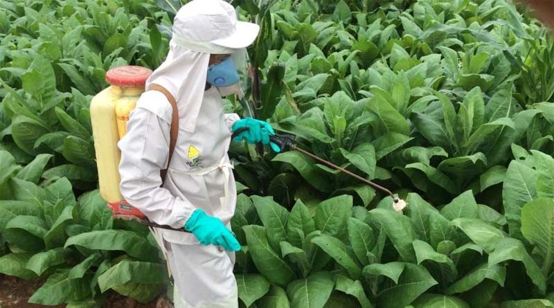 Mass media campaigns can be effective in promoting safer crop pest and disease control, new study reveals