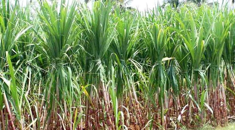 Sugar production drops 6% till April 15 of 2022-23 marketing year