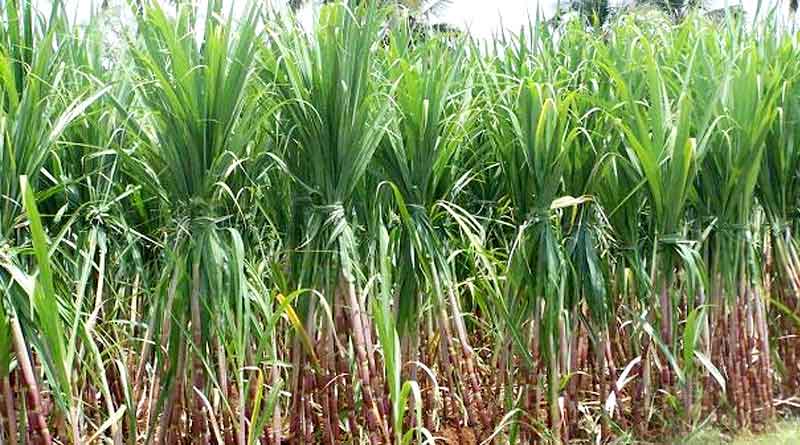 Sugar production drops 6% till April 15 of 2022-23 marketing year