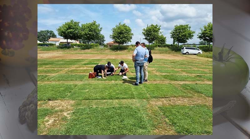 Climate change impacts on lawns