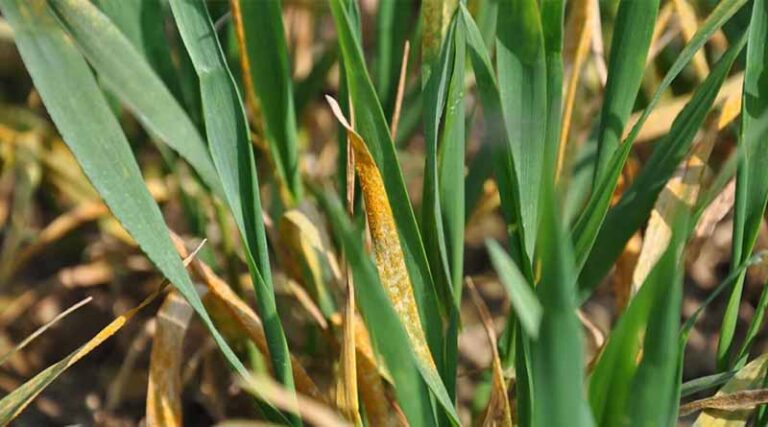 Stay alert for yellow rust, not just Septoria
