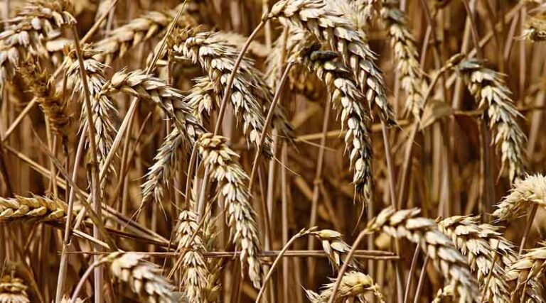 Morocco's wheat imports jump in March under new quotas