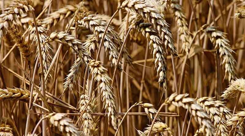 Morocco's wheat imports jump in March under new quotas