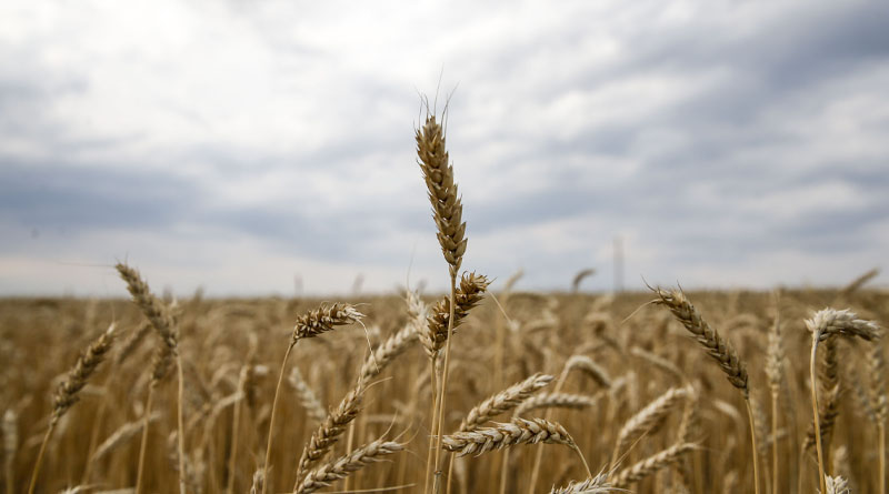 Benchmark for world food commodity prices fall in March for the twelfth month in a row