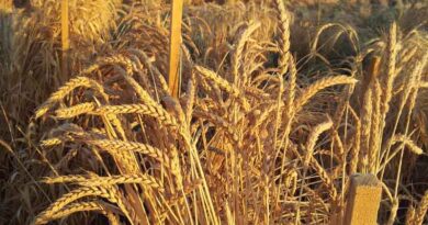 Research awards to tackle challenge of fortifying wheat against heat and drought