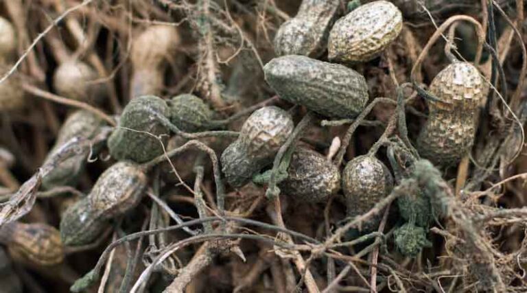 ICRISAT and GIZ collaborate to combat aflatoxin contamination in Malawian groundnuts