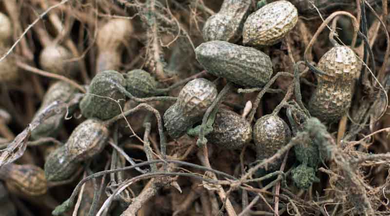 ICRISAT and GIZ collaborate to combat aflatoxin contamination in Malawian groundnuts