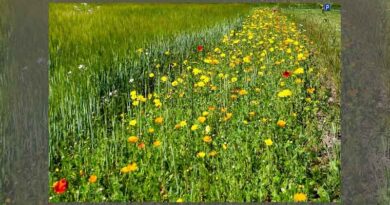 Flower seed on the rise