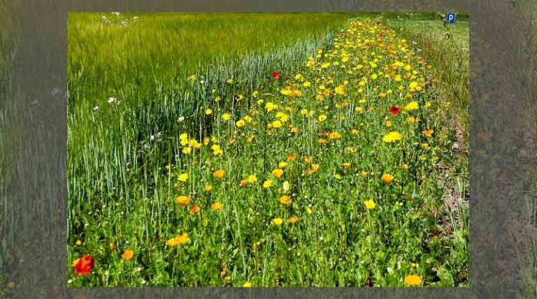 Flower seed on the rise