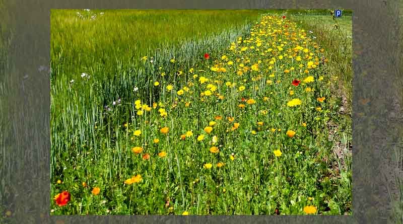Flower seed on the rise