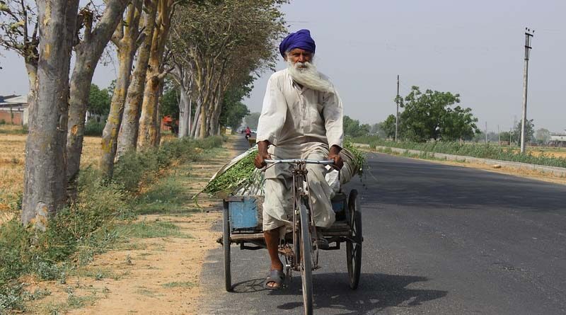 Punjab farmers to get 33% subsidy on cotton seeds