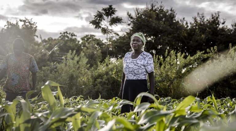 Women’s equality in agrifood systems could boost the global economy by $1 trillion, reduce food insecurity by 45 million: new FAO report