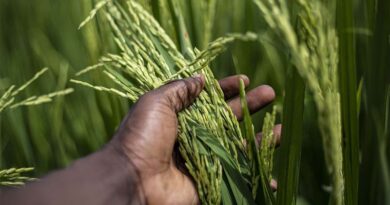 China releases National Food Safety Standard for MRL limits of 112 pesticides