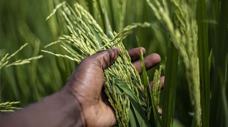 China releases National Food Safety Standard for MRL limits of 112 pesticides