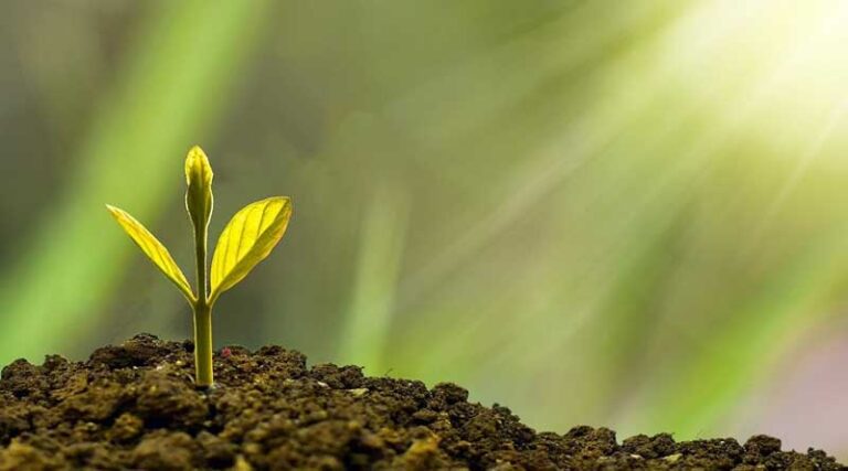 Plant Health Cases joins CABI’s expanding publishing portfolio
