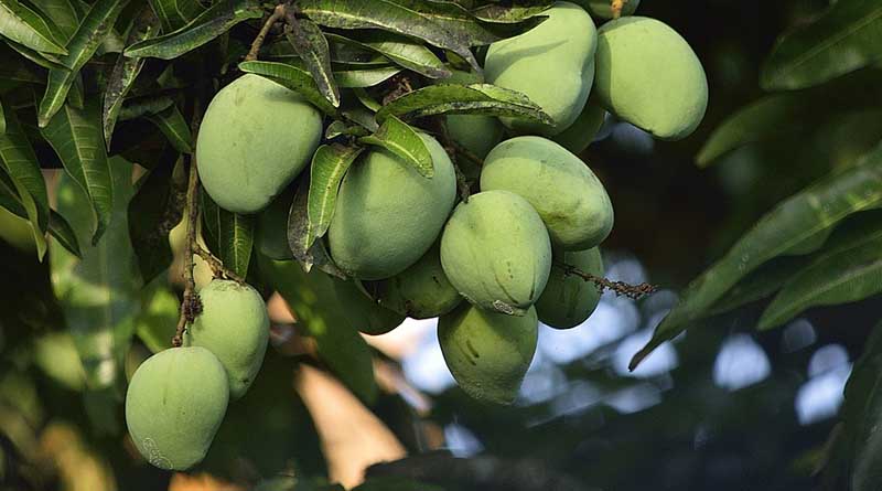 ICAR estimates 20% mango crop damage due to untimely rain and hail