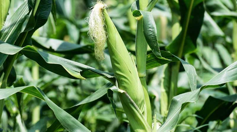 Best practices to increase Maize crop yield in adverse weather conditions this summer