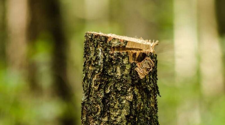 EU’s deforestation regulation 'unjust': Malaysia