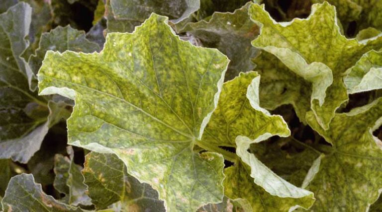 Update: New Pest & Disease Records (20 April 2023)