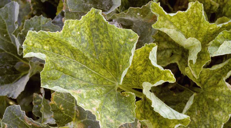 Update: New Pest & Disease Records (20 April 2023)