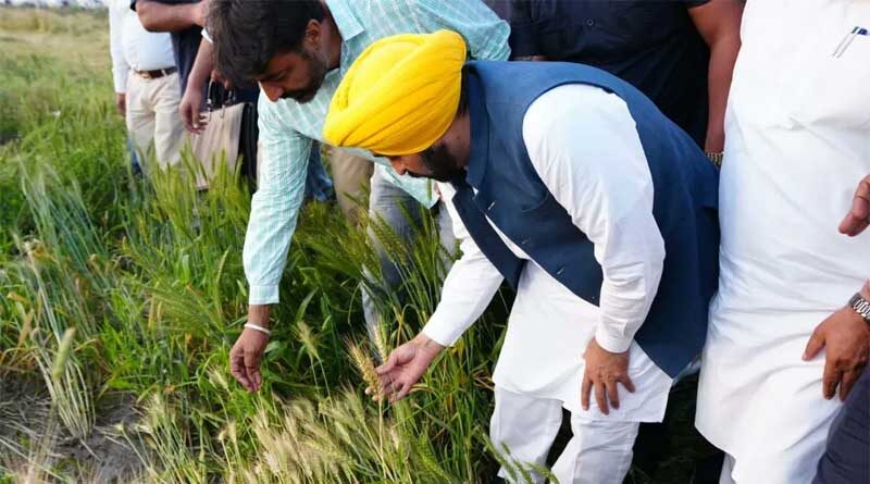 Punjab CM freezes repayment of loans taken by farmers from PACS