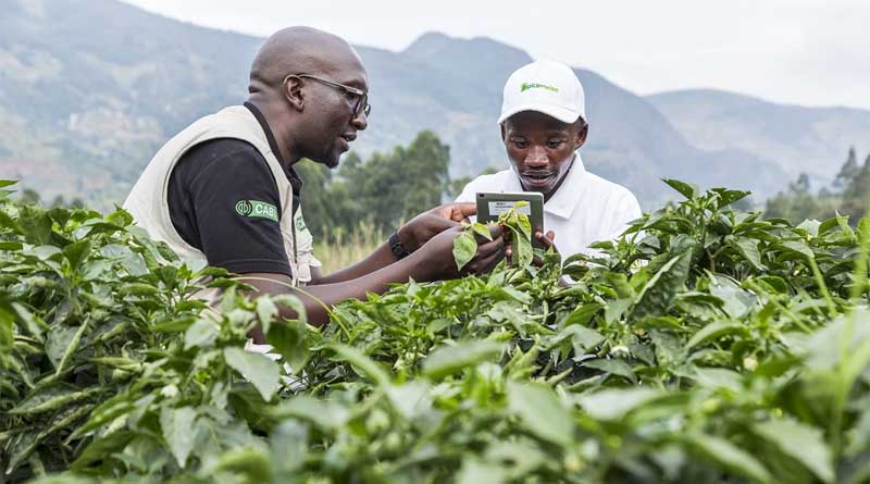 Using mass media campaigns to promote safer pesticide use