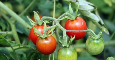 CABI Distribution Database contributes to synoptic review of plant disease epidemics and outbreaks