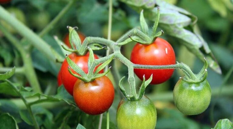 CABI Distribution Database contributes to synoptic review of plant disease epidemics and outbreaks