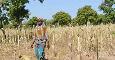 Mali: New initiative launched to help climate-proof sorghum farming for millions