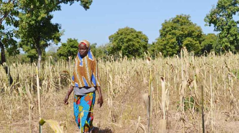 Mali: New initiative launched to help climate-proof sorghum farming for millions