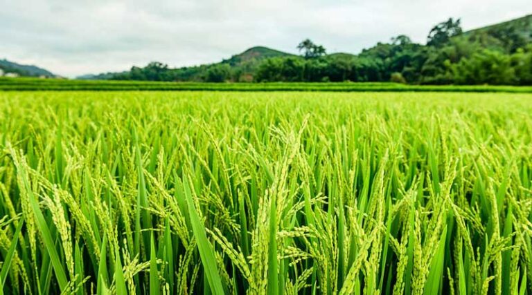 France, Argentina seek barley buyers beyond China