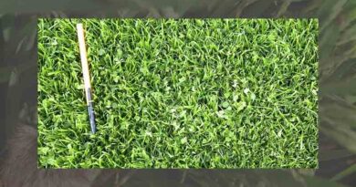 Do something for the climate and your lawn
