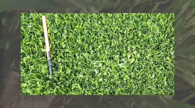 Do something for the climate and your lawn
