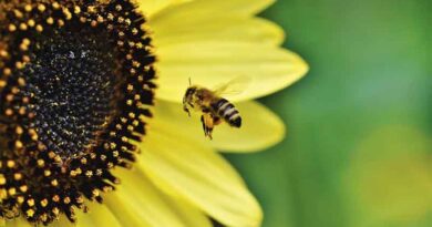 National Program to mark World Bee Day to be held in Balaghat, Madhya Pradesh tomorrow
