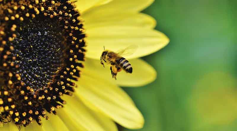 National Program to mark World Bee Day to be held in Balaghat, Madhya Pradesh tomorrow