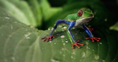 Simon Stiell: “We Need to Transform the Approach to Climate change and Biodiversity”